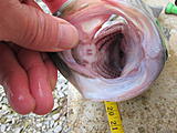 Click image for larger version.&nbsp;

Name:	IMG_0353.jpg&nbsp;
Views:	1881&nbsp;
Size:	43.0 KB&nbsp;
ID:	5300