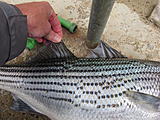 Click image for larger version.&nbsp;

Name:	IMG_0351.jpg&nbsp;
Views:	194&nbsp;
Size:	66.5 KB&nbsp;
ID:	5301