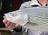 Click image for larger version.&nbsp;

Name:	head.jpg&nbsp;
Views:	187&nbsp;
Size:	58.6 KB&nbsp;
ID:	5303