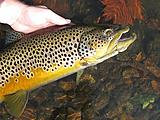 Click image for larger version.&nbsp;

Name:	trout.jpg&nbsp;
Views:	166&nbsp;
Size:	59.5 KB&nbsp;
ID:	5428