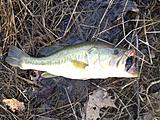 Click image for larger version.&nbsp;

Name:	Bass.jpg&nbsp;
Views:	270&nbsp;
Size:	80.5 KB&nbsp;
ID:	5516