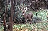 Click image for larger version.&nbsp;

Name:	buck.jpg&nbsp;
Views:	262&nbsp;
Size:	55.5 KB&nbsp;
ID:	5542