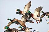 Click image for larger version.&nbsp;

Name:	Mallard1.jpg&nbsp;
Views:	235&nbsp;
Size:	16.9 KB&nbsp;
ID:	5551
