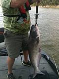 Click image for larger version.&nbsp;

Name:	22 Aug 2013  27lb catfish.jpg&nbsp;
Views:	238&nbsp;
Size:	43.7 KB&nbsp;
ID:	6082