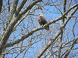 Click image for larger version.&nbsp;

Name:	Kentucky Lake 2014-03-08 14-34-24.jpg&nbsp;
Views:	197&nbsp;
Size:	139.0 KB&nbsp;
ID:	7450