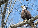 Click image for larger version.&nbsp;

Name:	Kentucky Lake 2014-03-08 14-34-32.jpg&nbsp;
Views:	189&nbsp;
Size:	94.9 KB&nbsp;
ID:	7451