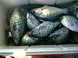 Click image for larger version.&nbsp;

Name:	2014 Barkley crappie.jpg&nbsp;
Views:	327&nbsp;
Size:	66.0 KB&nbsp;
ID:	7803