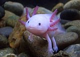 Click image for larger version.&nbsp;

Name:	extremely-rare-fish-axolotls_3187567.jpg&nbsp;
Views:	248&nbsp;
Size:	37.6 KB&nbsp;
ID:	8827