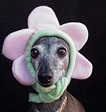 Click image for larger version.&nbsp;

Name:	dog_2-jpg.jpg&nbsp;
Views:	184&nbsp;
Size:	30.8 KB&nbsp;
ID:	8962