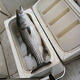 Click image for larger version.&nbsp;

Name:	photo3.JPG&nbsp;
Views:	190&nbsp;
Size:	122.2 KB&nbsp;
ID:	9031