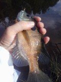 Name:  gill fly 1.jpg
Views: 122
Size:  6.9 KB