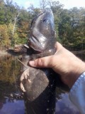Name:  catfish fly 2.jpg
Views: 135
Size:  8.6 KB