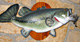 gar's Avatar