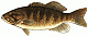 flatpickinbasser's Avatar