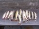 walleyeslayer's Avatar