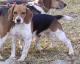 beaglegun's Avatar