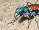 Tigerbeetle's Avatar