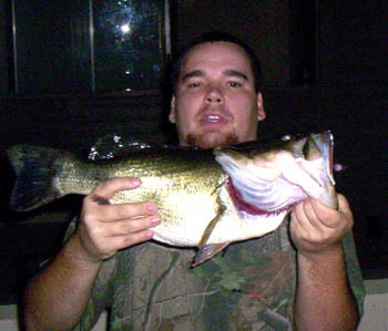 7lb