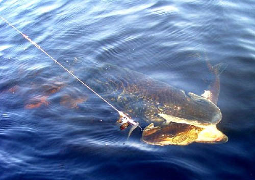 pike3