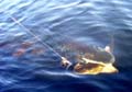 pike3