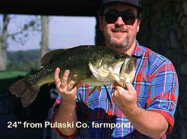 bass-a