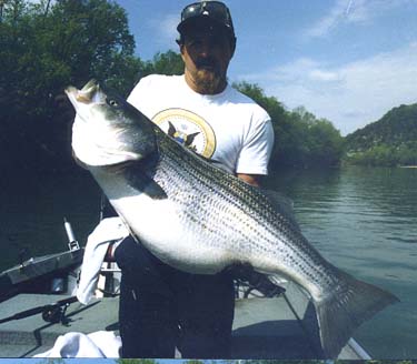 big-striper1