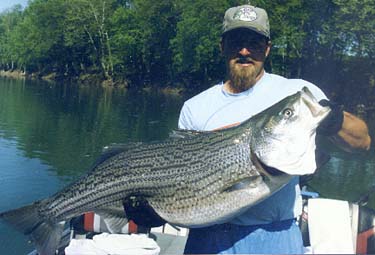 big-striper3